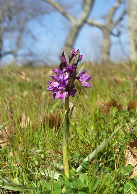 Dactylorhiza romana in una splendida variabilit - provincia di Caserta marzo 2019